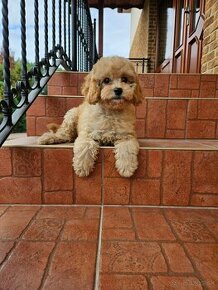 Cavapoo - Pudel