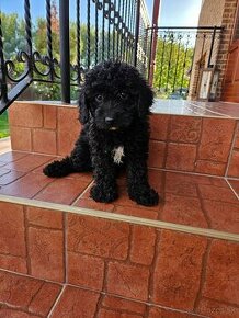 Cavapoo - Pudel