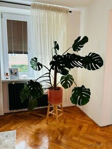 Monstera Deliciosa XL