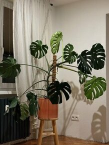 Monstera Deliciosa XL