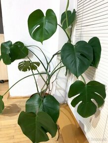 Kvet MONSTERA