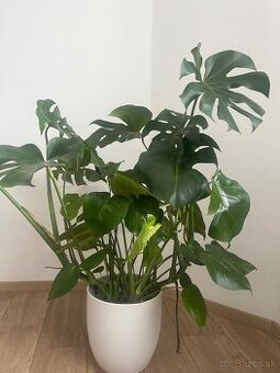 Monstera deliciosa