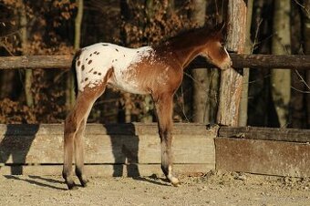 Appaloosa bay blanket colt Atlas