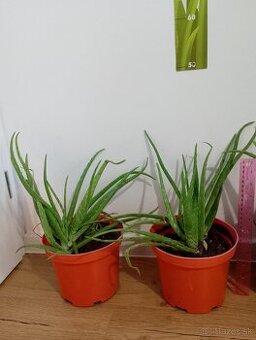 Aloe vera