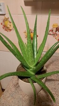 Aloe vera - 1