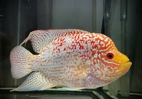 Flowerhorn