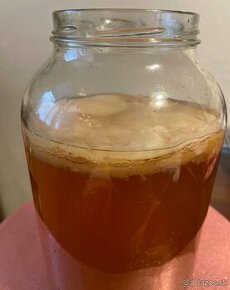 Kombucha - 1