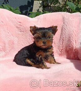 Yorkshire terrier s PP