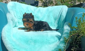 Yorkshire terrier s PP