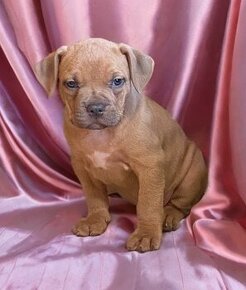 American Bully XL