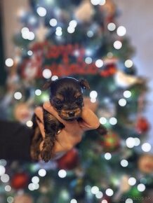 Yorkshire terrier mini