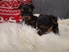 Yorkshire terrier mini