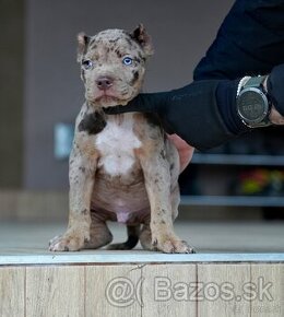 American Bully XL /XXL Pitbull