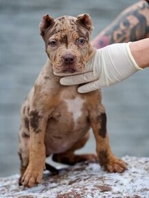 American Bully XL /XXL Pitbull