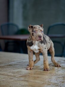 American Bully XL /XXL Pitbull