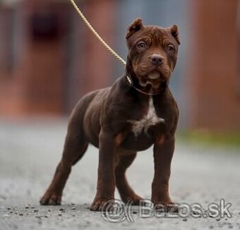 American Bully XL /XXL Pitbull