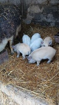 Mangalica