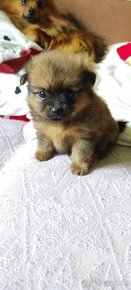 Pomeranian mini