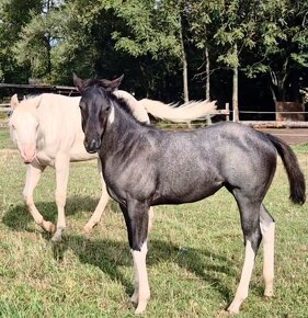 Blue roan tobiano kobylka