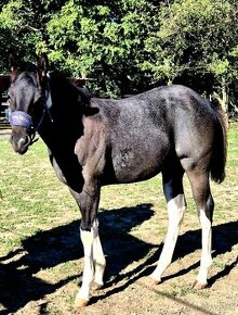 Blue roan tobiano kobylka