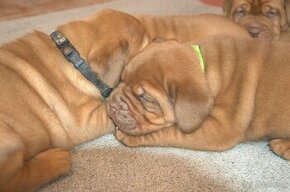 Dogue de Bordeaux, Bordeauxska doga, Bordo doga