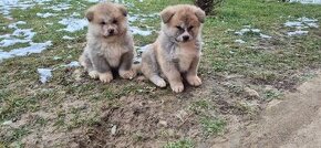 Akita Inu 3 šteniatka