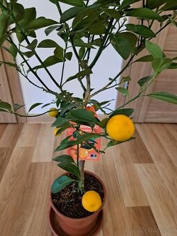 Citrus mitis mandarínka