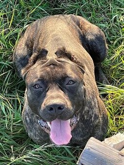 BANDOG,BANDOGGEE MASTIFF,AMERICAN BANDOG MASTIFF NA KRYTIE - 1