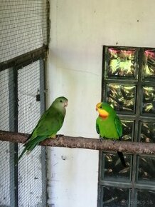 Papagáj nádherný Barabandov
