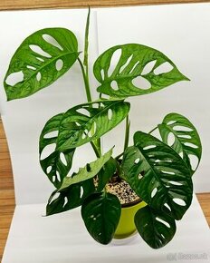 Monstera Adansonii