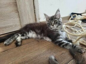 Maine Coon mačička