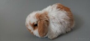 Mini Lop brančeky