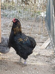 Araucana kohuty