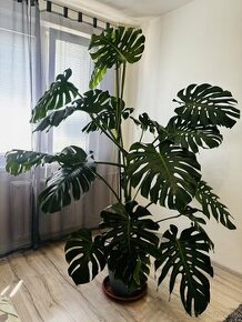 Monstera Deliciosa , kvet