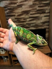 Chameleón jemenský