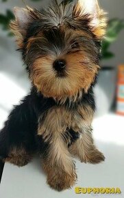 Yorkshire terrier - 2 sučky s PP