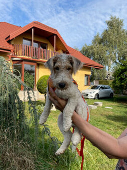 Predám šteniatka Fox terrier wire hrubosrstého