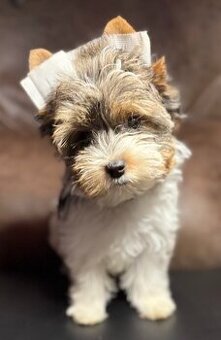 Biewer Yorkshire Terrier s PP