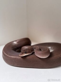 8BALL HET ALBINO BALL PYTHON SAMICA