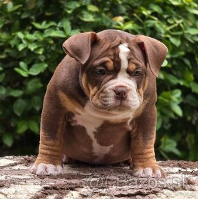 American Bully