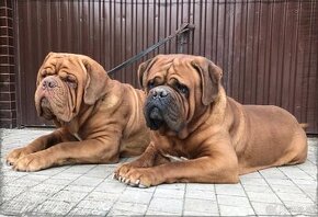 BORDEAUXSKA DOGA, BORDO DOGA , DOGUE DE BORDEAUX FCI –krytie