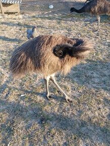 Emu