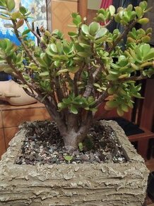 ▶️▶️ bytový BONSAI-BANSAJ. ▶️▶️ -...