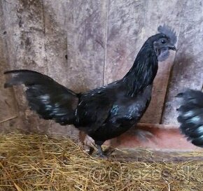 Kohut Ayam Cemani