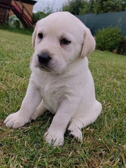 Labrador psik