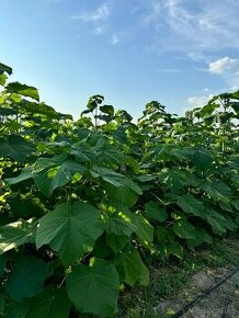 Paulownia Shang Ton -ročné a 2 ročné rastliny