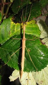 Strasilka Sypiloidea sypilus