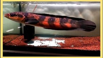 Channa melanopterus Red barito...18+cm/5ks - 1