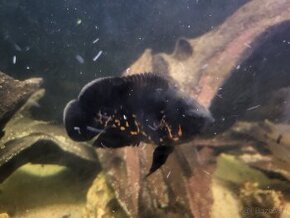 Astronotus ocellatus