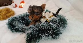 yorkshire  terrier mini